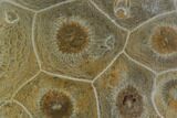 Polished Fossil Coral (Actinocyathus) - Morocco #90242-1